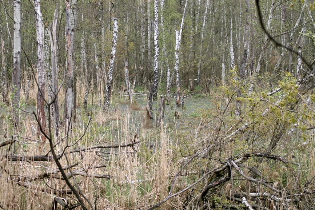 VWG vogelreis Oost Duitsland mei 2010 484